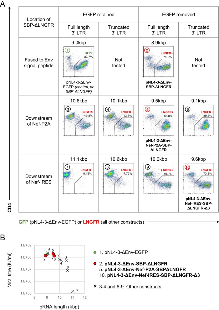 Figure 1—figure supplement 1.