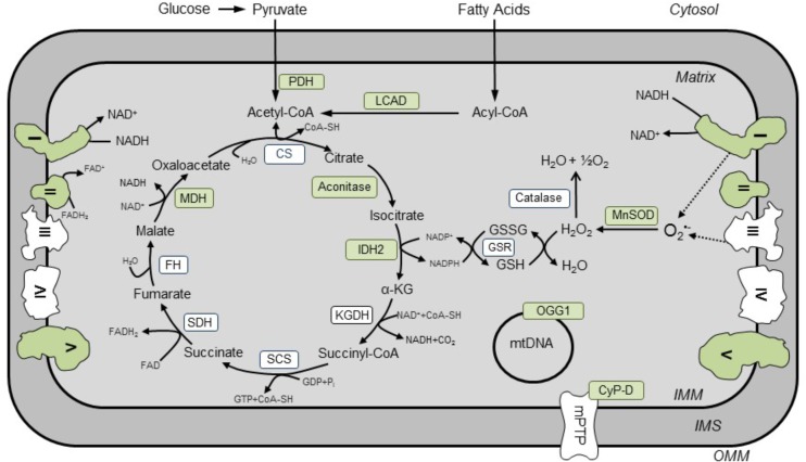 FIGURE 1