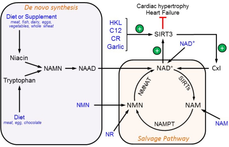 FIGURE 2