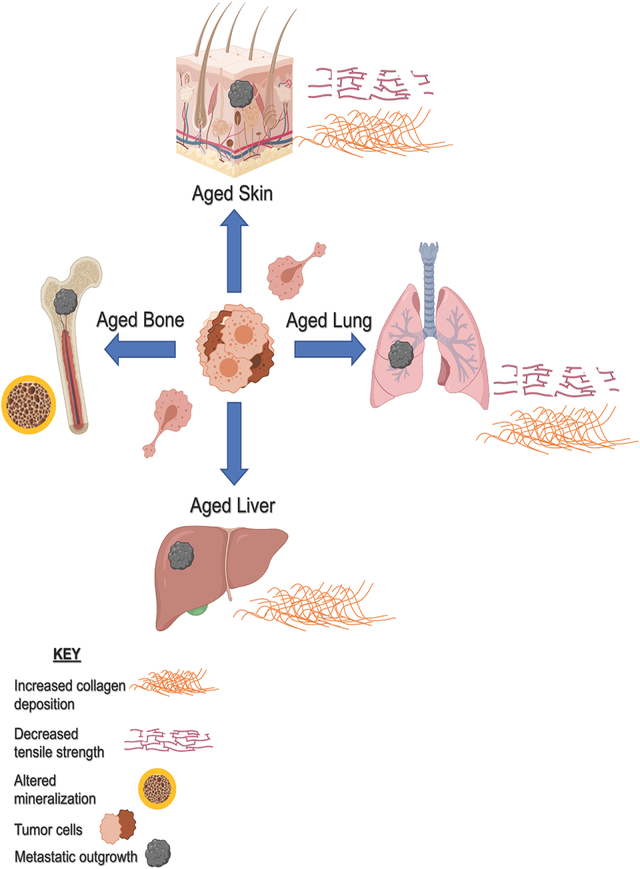 graphic file with name nihms-1812568-f0001.jpg