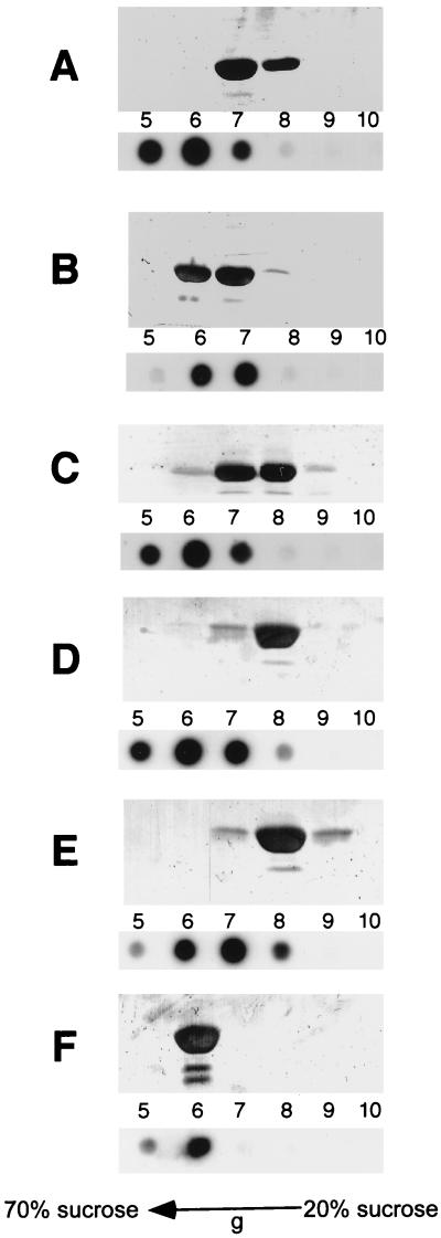 FIG. 5