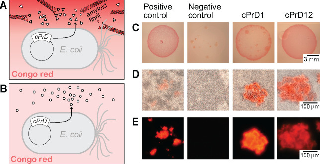 Fig. 4.