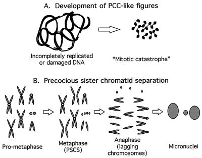 FIG. 7