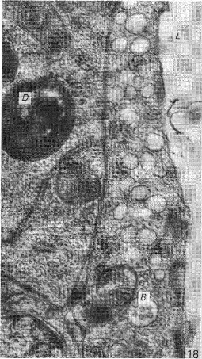 Fig. 18