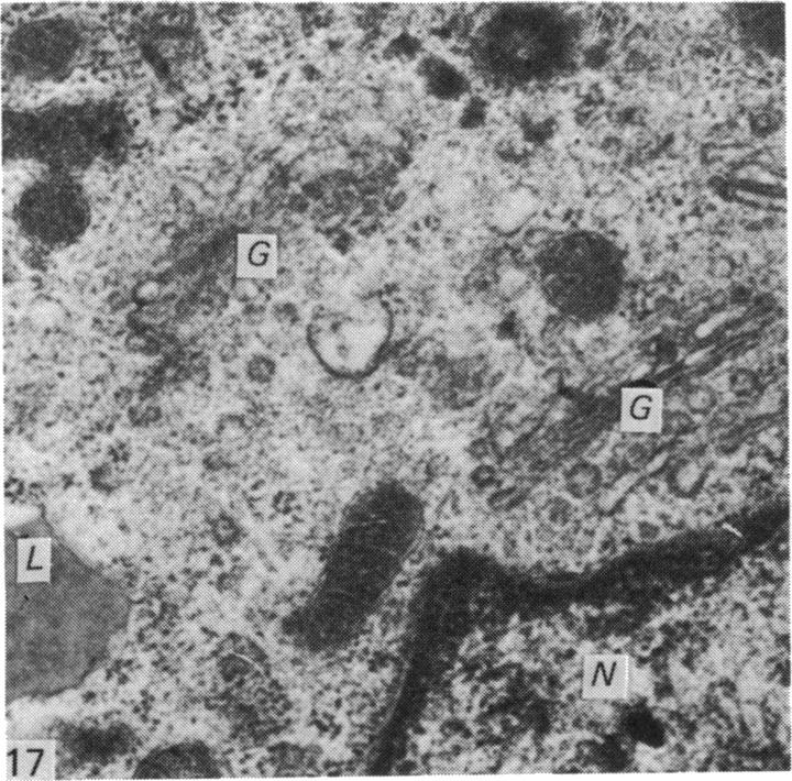 Fig. 17