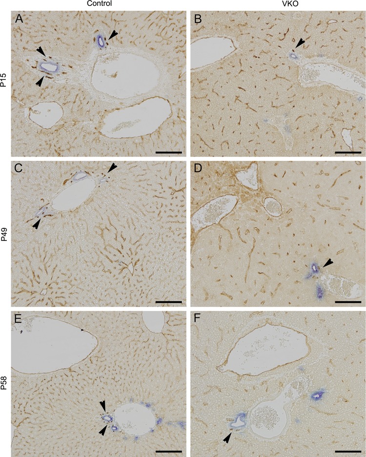 Fig. 11.