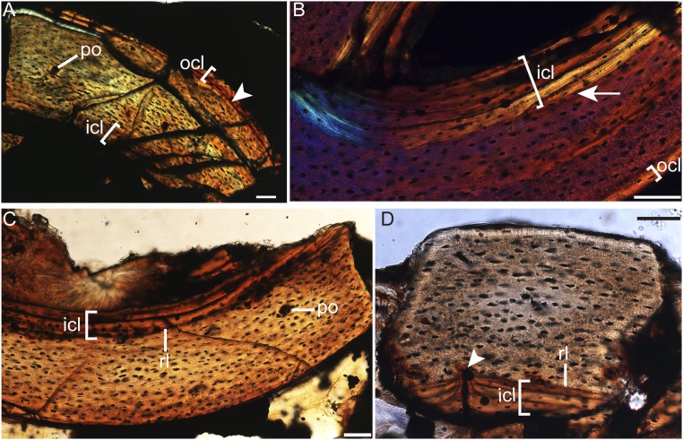 Fig. S3.