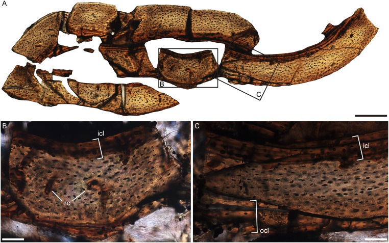 Fig. S5.