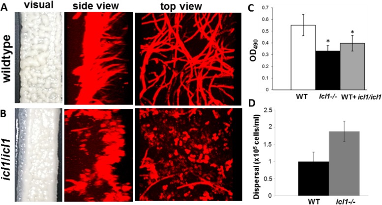 FIG 6 