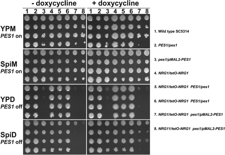 FIG 3 