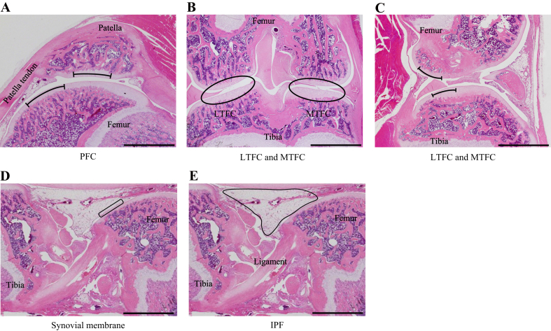 Fig. 1