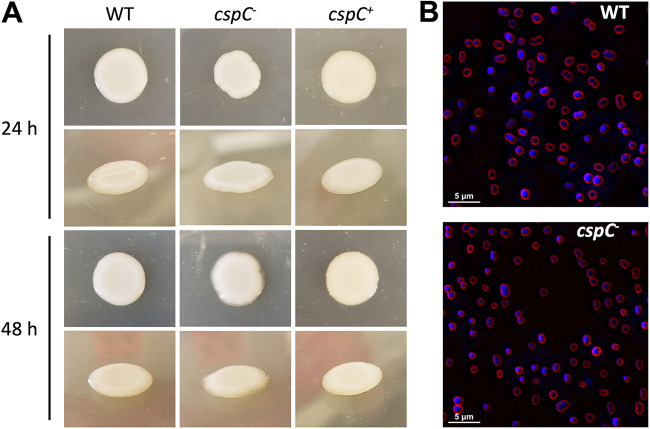 FIG 3