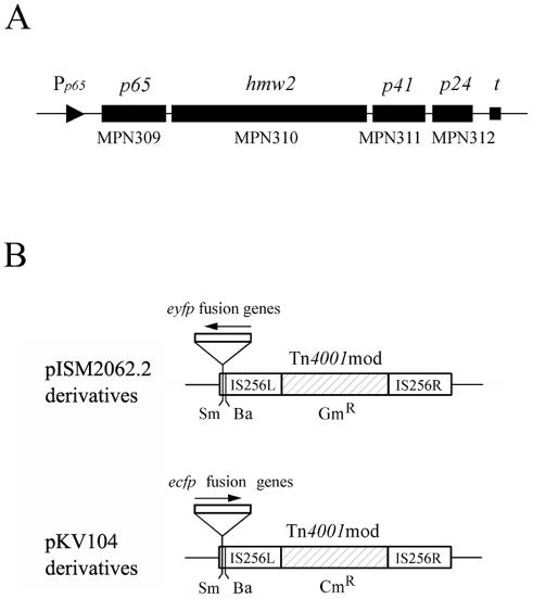 FIG. 1.