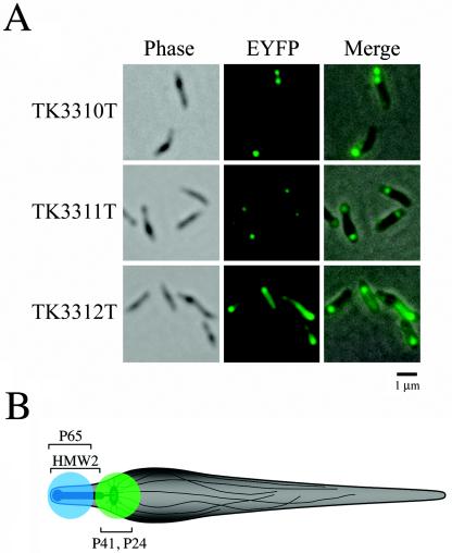 FIG. 8.