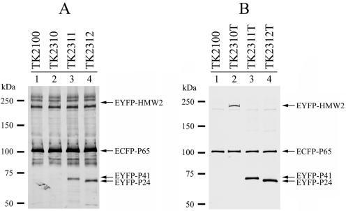 FIG. 6.