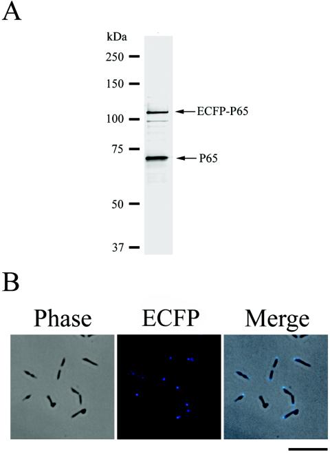 FIG. 5.