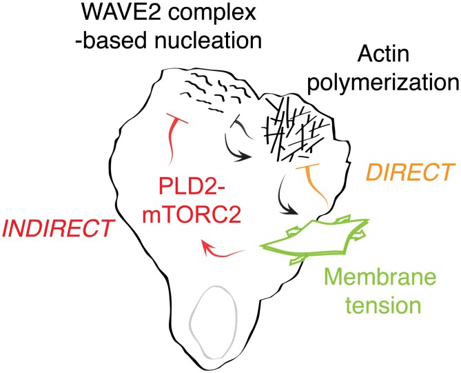 Fig 7