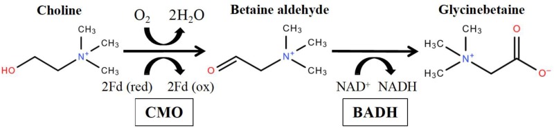 FIGURE 1