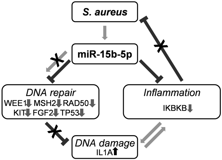 Figure. 5.