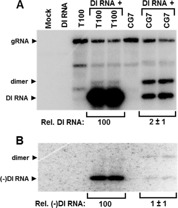 FIG 6