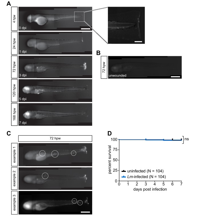 Figure 1—figure supplement 1.