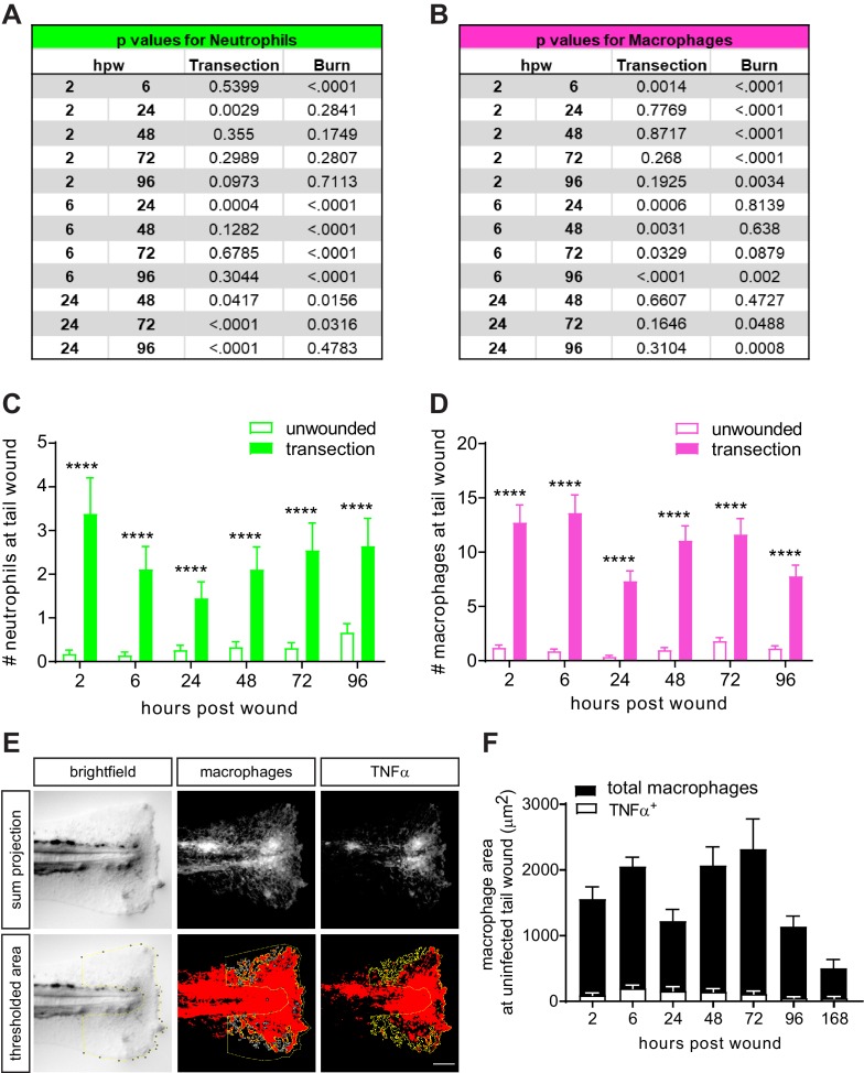 Figure 2—figure supplement 2.