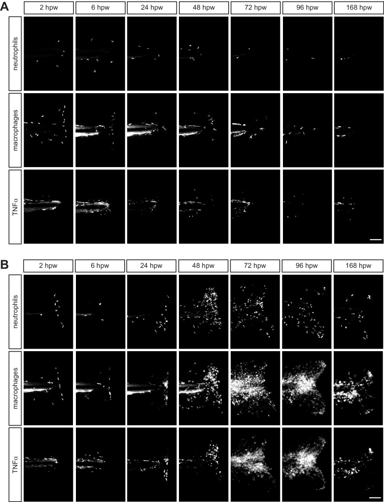 Figure 2—figure supplement 3.