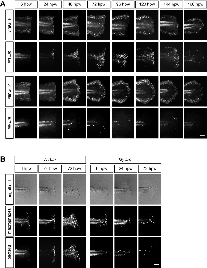 Figure 3—figure supplement 2.