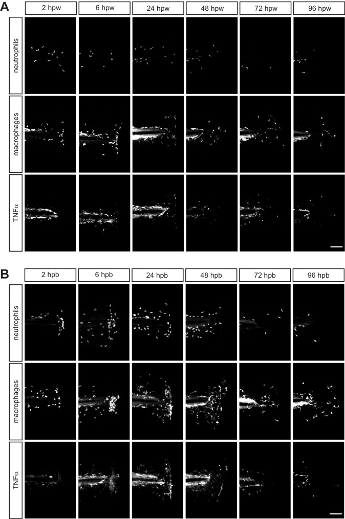 Figure 2—figure supplement 1.