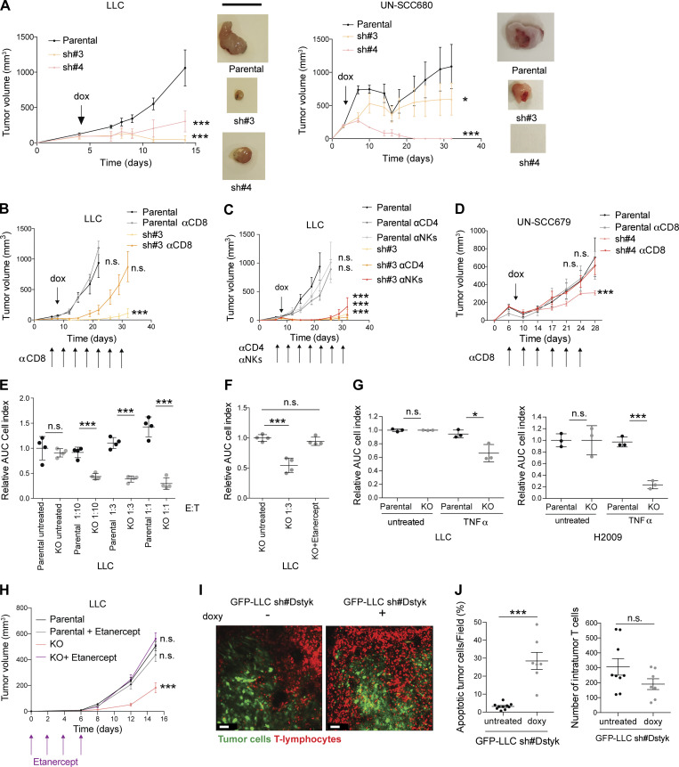 DSTYK inhibition increases the sensitivity of lung cancer cells to T ...