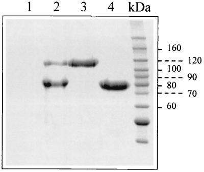 FIG. 5