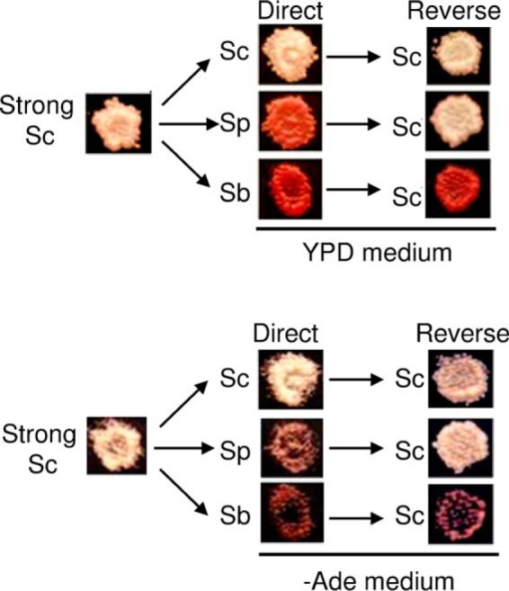 FIGURE 6.