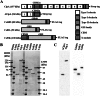 FIG 2