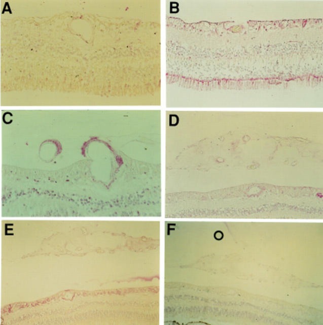 Figure 4  