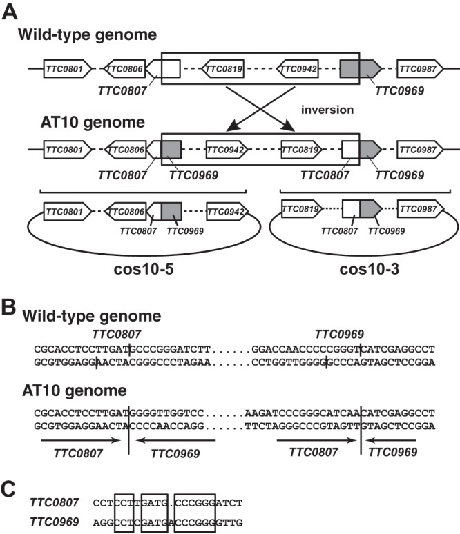 Fig 4