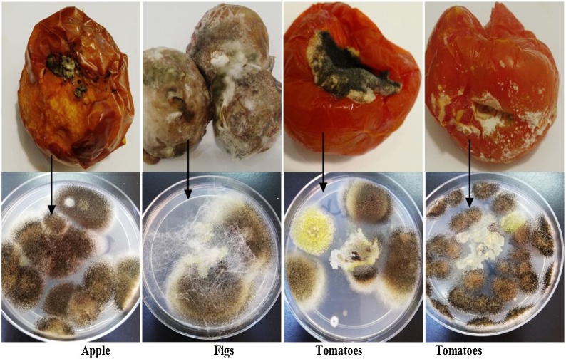 Fig. 1