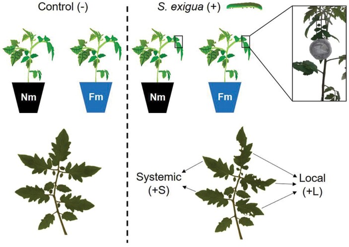 Fig. 1.