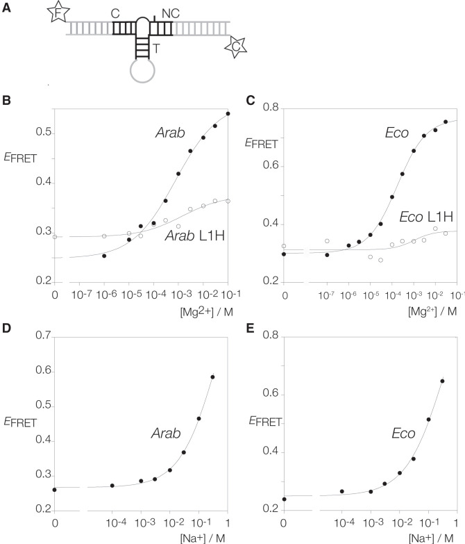 FIGURE 2.