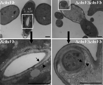 FIG. 7.