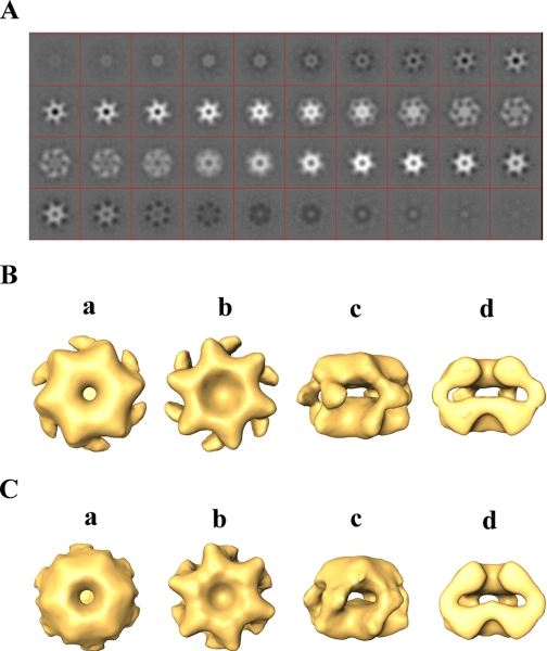 FIGURE 1.