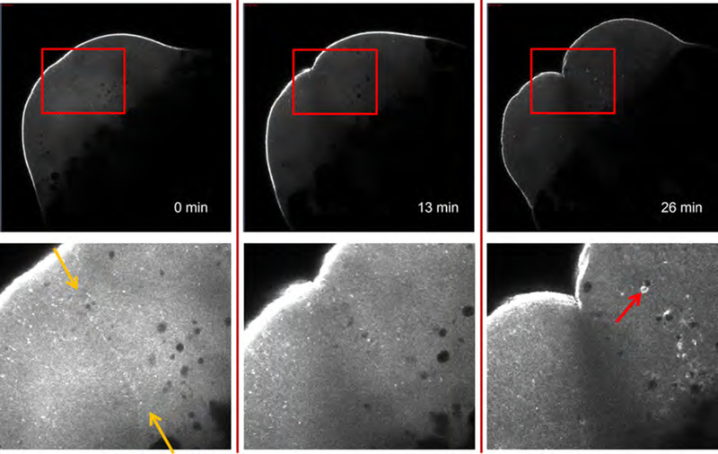 Fig. 3