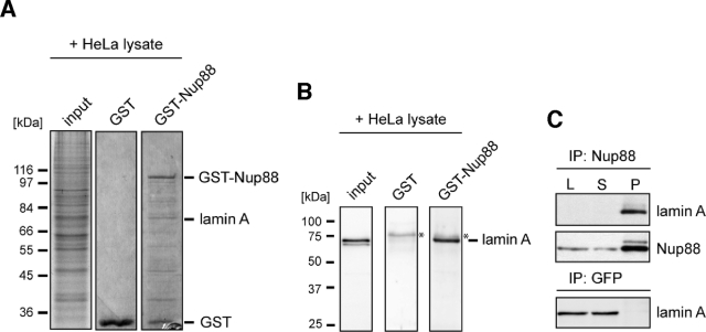 FIGURE 1: