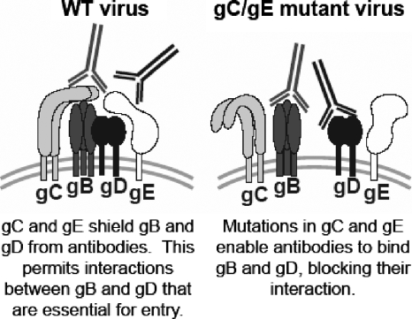 FIG. 7.