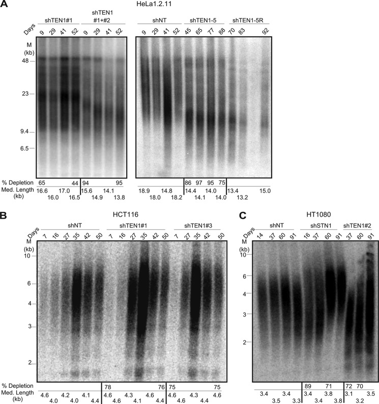 FIGURE 4.