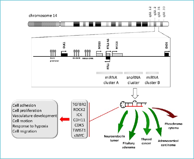 *At 14q32 region paternally imprinted genes (DLK1, RTL1, and DIO3) are illustrated by black, maternally imprinted noncoding RNAs (MEG3, anti-RTL1, and MEG8) are represented by grey boxes. Lollipops indicate methylation sites at DLK1 promoter region, intergenic differentially methylated region (IG-DMR), and MEG3 differentially methylated region (MEG3-DMR) region. MiRNAs at 14q32 region are located in 2 clusters separated by a small nucleolar RNA (snoRNA) cluster. miRNA cluster 1 contains 10 miRNAs and cluster 2 encodes more than 40 miRNAs. Therefore, alteration in methylation, chromatin remodeling, genomic imprinting imbalance or structural loss can lead to dysregulated miRNA expression. 14q32 miRNAs influence cell proliferation, cell adhesion, and migration through regulating targets involved in transforming growth factor beta signaling or epithelial-mesenchymal transition. TGFBR2: Transforming Growth Factor Beta Receptor 2; ROCK2: Rho Associated Coiled-Coil Containing Protein Kinase 2; ICK: Intestinal Cell Kinase; CDH11: Cadherin 11; CDK5: Cyclin Dependent Kinase 5; TWIST1: Twist Family BHLH Transcription Factor 1; cMYC: MYC Proto-Oncogene; RTL1: retrotransposon-like gene RTL1; RTL1-AS: retrotransposon-like gene RTL1 antisense; DLK1: Delta Like Non-Canonical Notch Ligand 1; MEG3: Maternally Expressed 3; MEG8: Maternally Expressed 8, Small Nucleolar RNA Host Gene; DIO3: Iodothyronine Deiodinase 3.