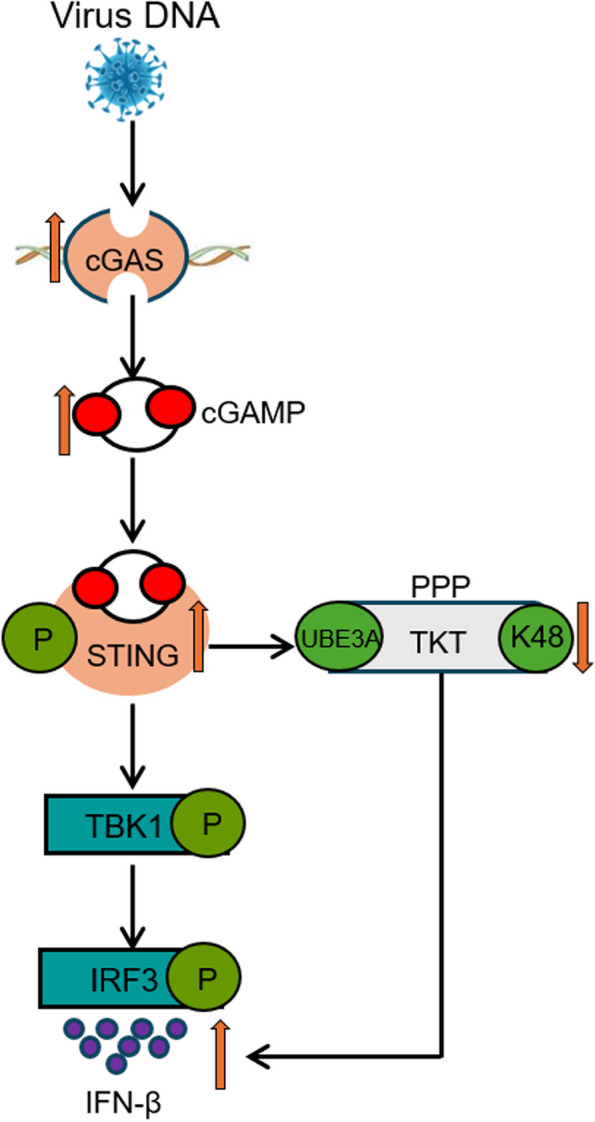 Fig. 7