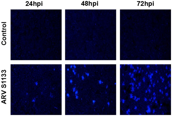 Figure 4.