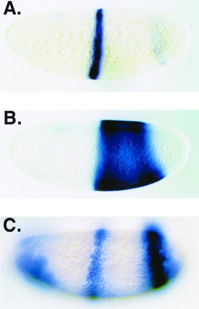 FIG. 7