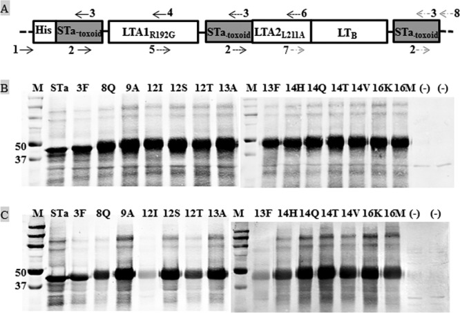 FIG 1