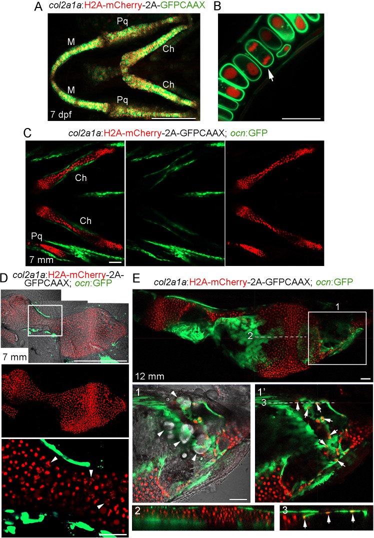 Figure 5—figure supplement 1.